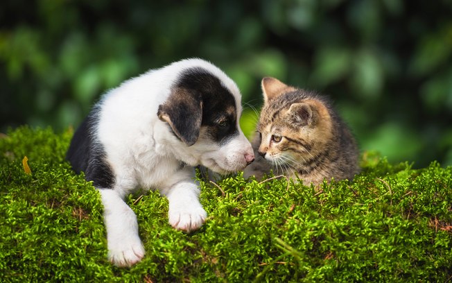 Como cuidar de filhotes de cachorro e gato