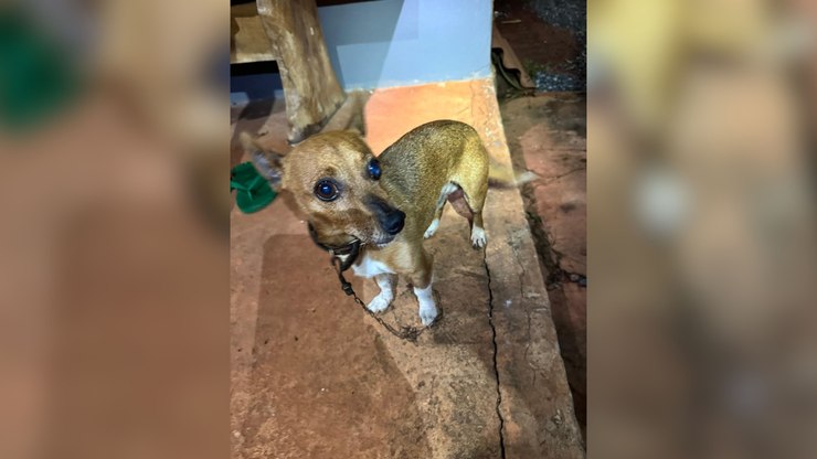 Cachorro ajuda a salvar idosa caída em cisterna de 13 metros