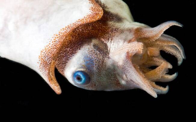 Este cefalópode de aparência estranha mede cerca de sete centímetros, tem oito braços, dois tentáculos e um par de olhos salientes