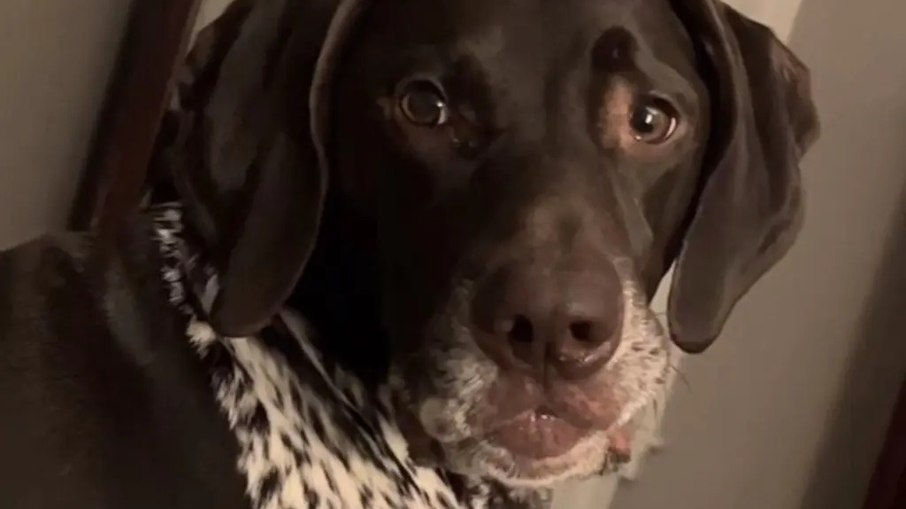 Cão com lábios avantajados viraliza na web
