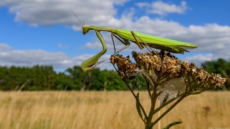 Mudanças climáticas fazem louva-a-deus se espalhar pela Alemanha