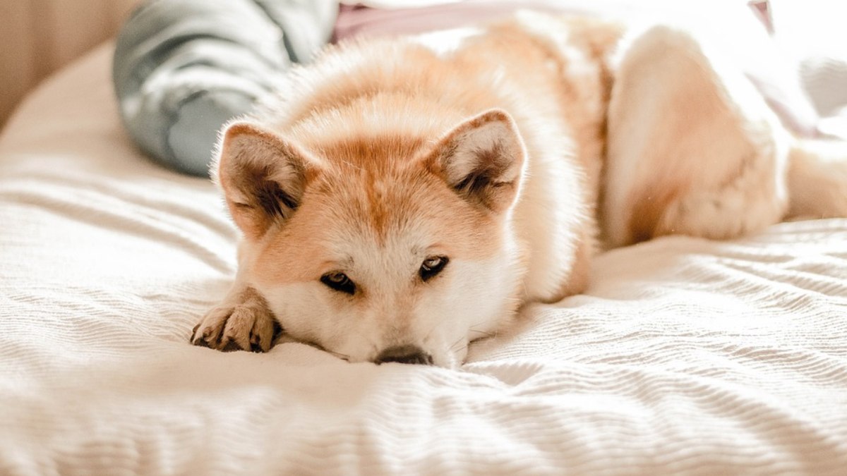 Guia de Raças: conheça o Akita Inu, um famoso cão japonês