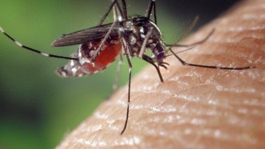 Brasil regista mais de 1 milhão de casos de dengue em 2025 Brasil regista mais de 1 milhão de casos de dengue em 2025