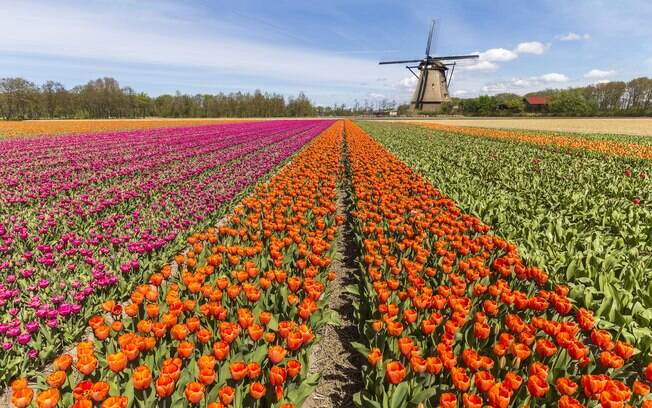 Os campos de tulipa em Lisse, na Holanda, tornam essa região país num dos destinos turísticos imperdíveis para Claudia