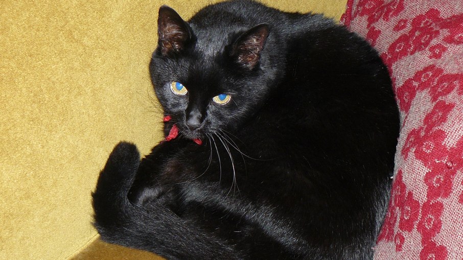 Gato doméstico Gato doméstico
