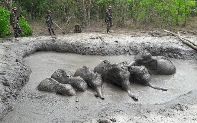 Elefantes filhotes presos em poça de lama