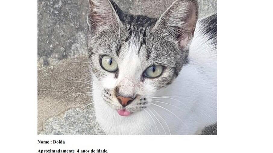 Processo de gatos contra condomínio é considerado ilegítimo pela Justina na Paraíba 
