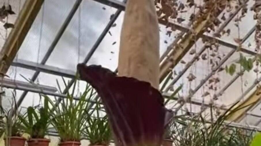 Raríssima "planta pênis" de 2 metros de altura floresce na Holanda