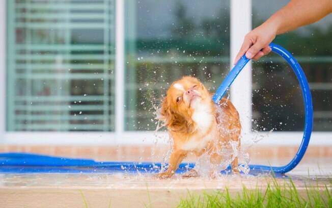 Jamais dê banho no cachorro utilizando uma mangueira, pois a água é muito gelada e pode adoecer o animal