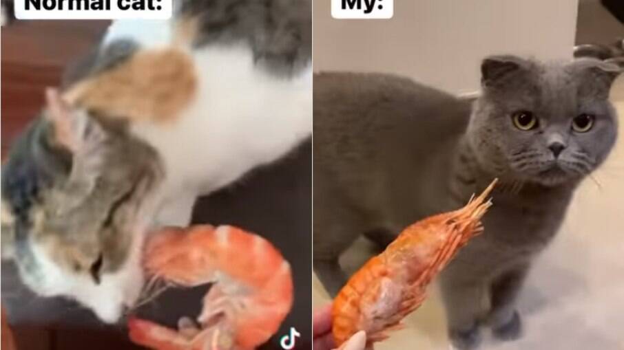 Gatos reagem de forma bem diferente quando lhes é oferecido um camarão