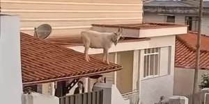 Bode é resgatado do telhado de casa em MG