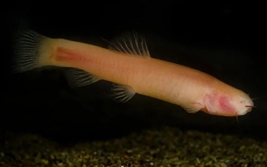 Peixe-vampiro que morre sob a luz do sol é achado na África