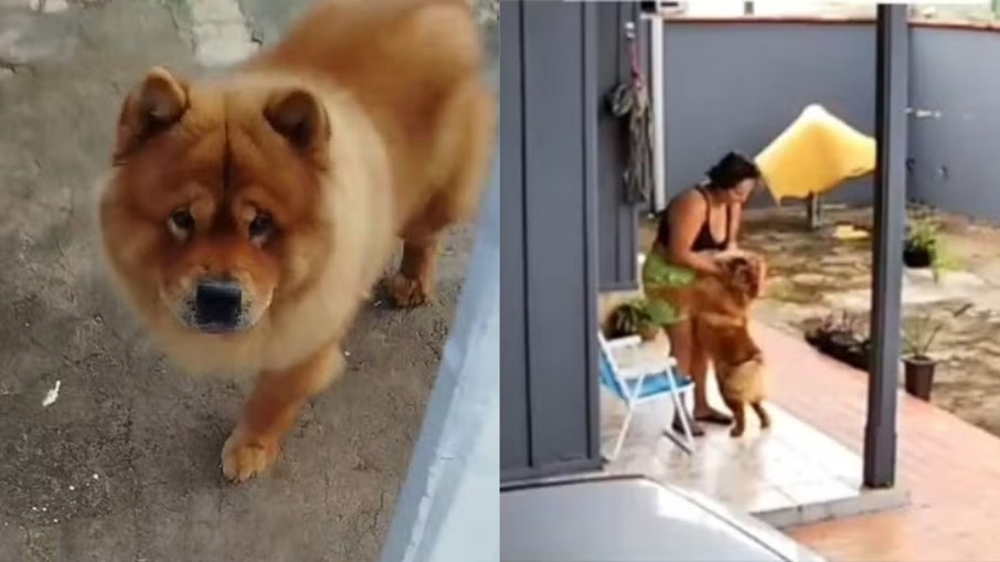 Eutanásia após ataque: como evitar tragédias com pets agressivos