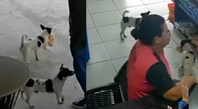 Mulher é picada por cobra cascavel em Goiás; assista