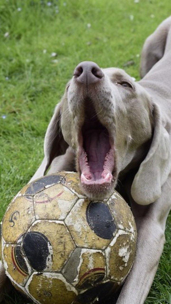 Fogos de artifício durante os jogos da Copa: como proteger o seu cão