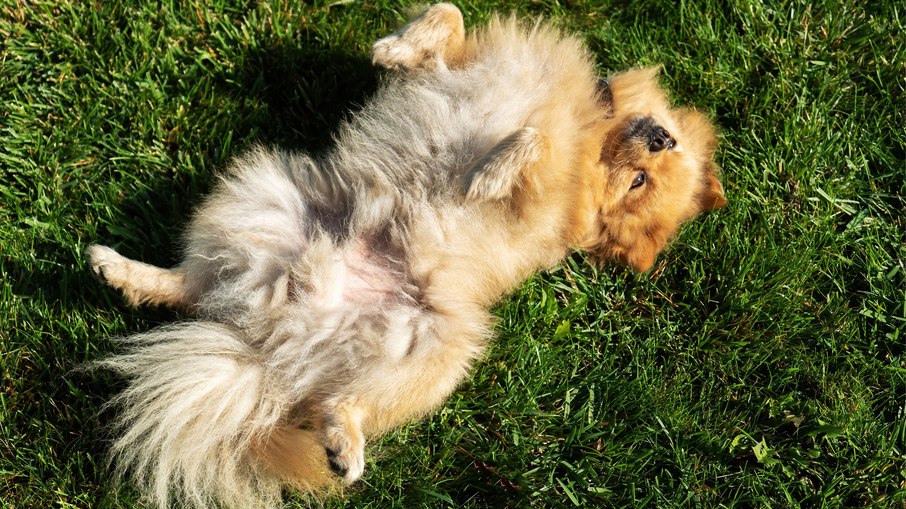 Cachorro de barriga para cima