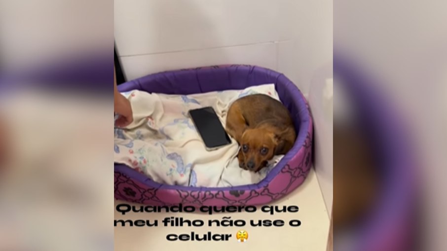Pinscher vira segurança e impede menino de pegar celular Pinscher vira segurança e impede menino de pegar celular