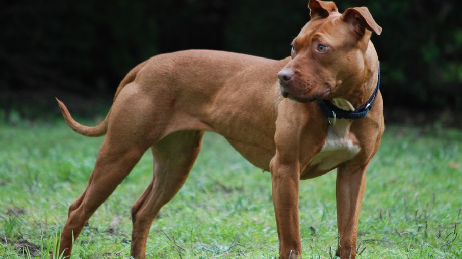 Pitbull