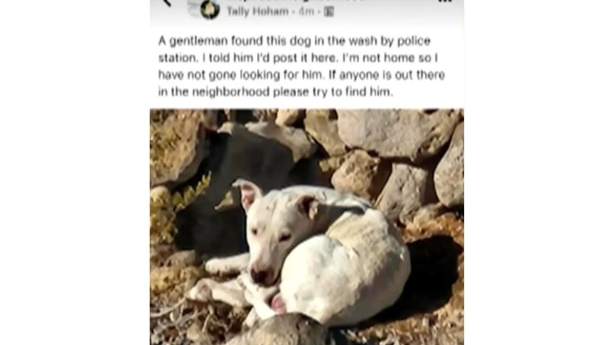 O cachorro, chamado de Ghost pelos habitantes locais, vive entre os coiotes desde pelo menos julho, quando o primeiro relato sobre ele foi compartilhado nas redes sociais