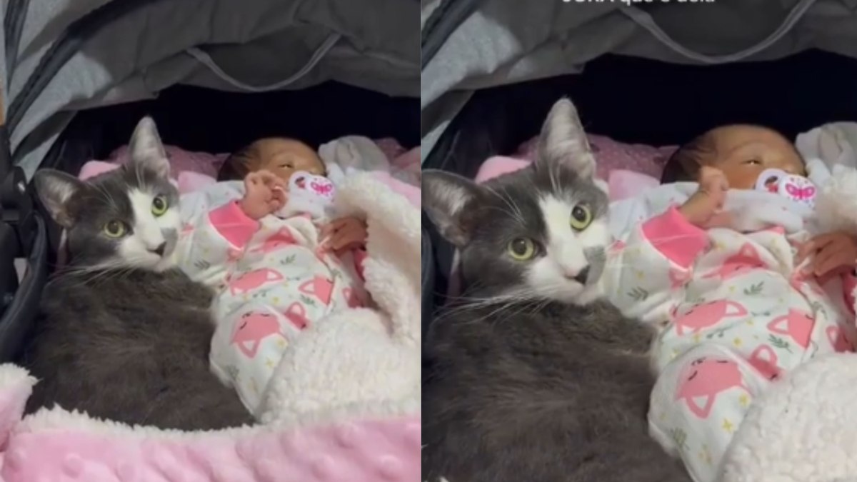 Gatinha assume papel de “segunda mãe” e não desgruda da bebê