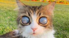 Gato cego com 