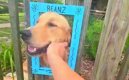 Golden retriever carismático para pedestres por carinho grátis