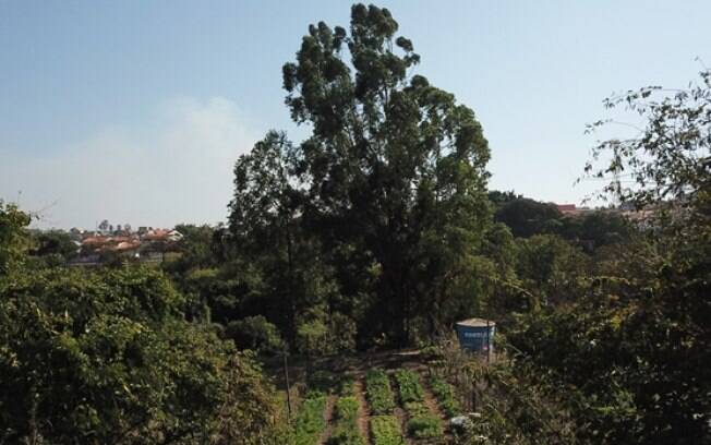 Hortas urbanas integram novo plano de segurança alimentar em Campinas