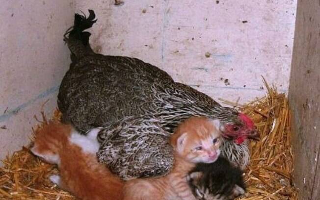 As galinhas surpreendem a todos com o tamanho do instinto materno que possuem