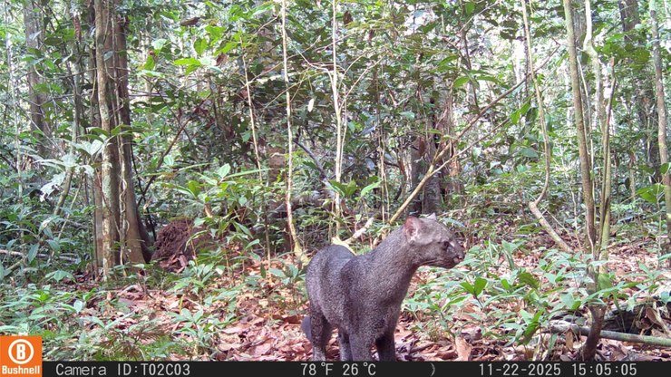 Gato raro, ameaçado de extinção, é registrado no Pará