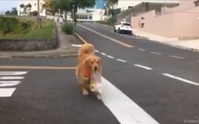 Vídeo de cadela buscando pão sozinha viralizou nas redes sociais. Até o momento, a publicação no Facebook já tem mais de um milhão de visualizações