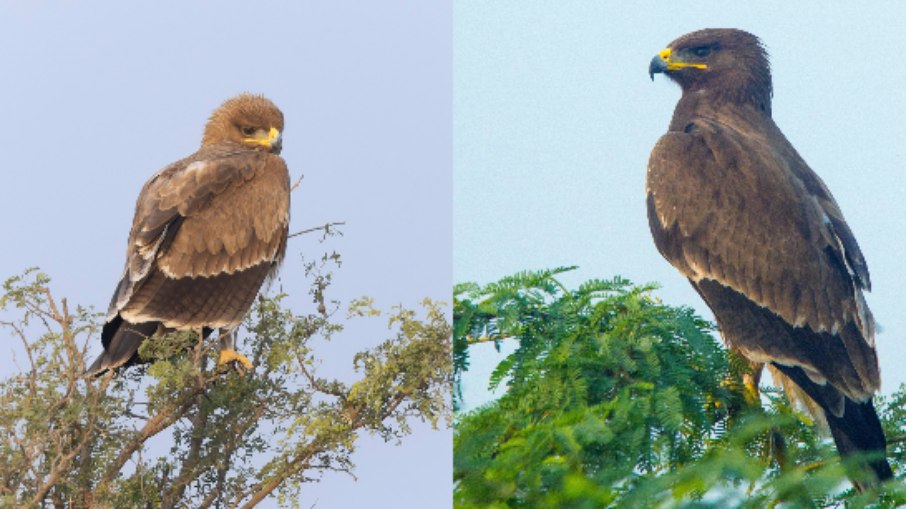 A águia-pintada-indiana vive em florestas e áreas úmidas do norte da Índia e regiões vizinhas A águia-pintada-indiana vive em florestas e áreas úmidas do norte da Índia e regiões vizinhas