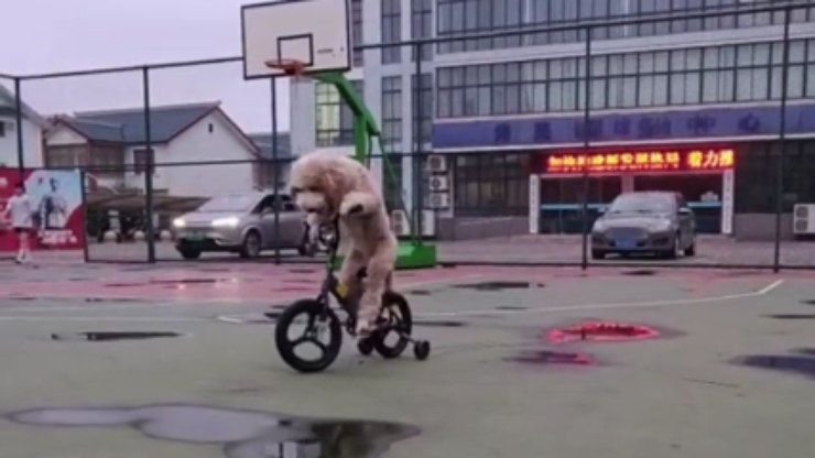 Cachorro da raça poodle viraliza ao andar de bicicleta e skate; veja vídeo