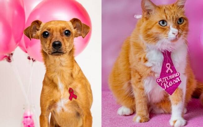 Outubro Rosa: pets também sofrem de câncer de mama