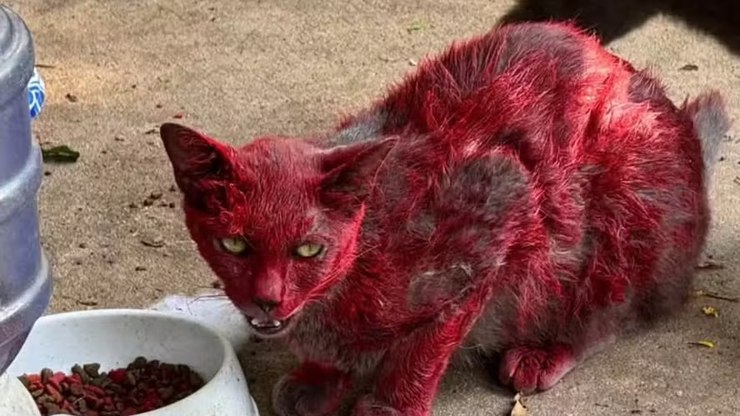 Gata%20vermelha%20que%20provocou%20alerta%20recebe%20apelido%20macabro