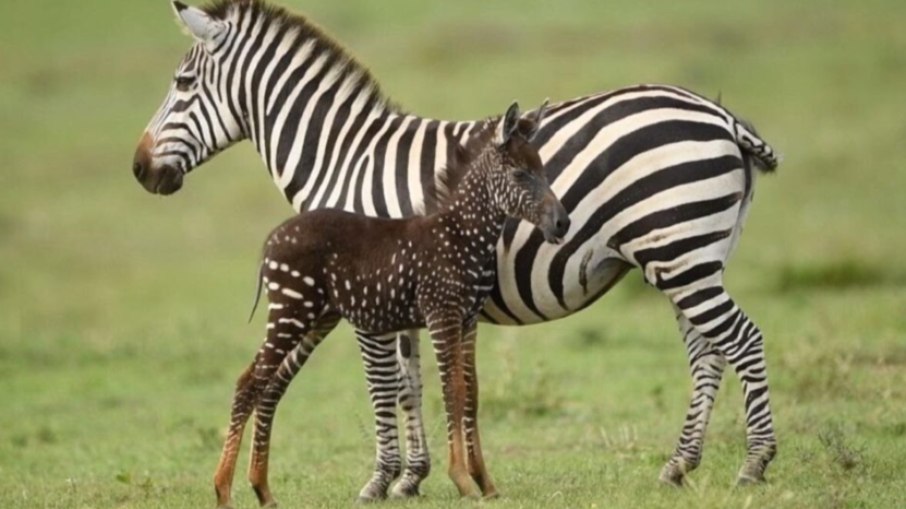 Zebra com bolinhas 