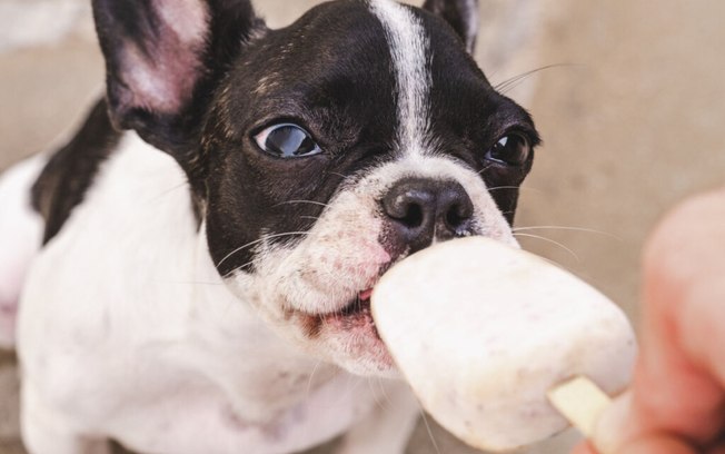 7 ingredientes saudáveis para usar no picolé para cachorro