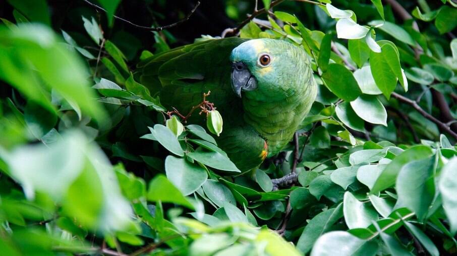 Lugares mais arborizados, como quintais grandes ou chácaras são mais adequados para criar um papagaio