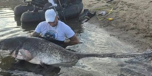 Pescador fisga bagre de 2,51 metros e bate recorde