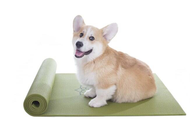 Doga é a yoga específica para cães