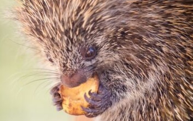 Nova vida no Parque Ecológico: veado-catingueiro nasce e ouriço-cacheiro é acolhido