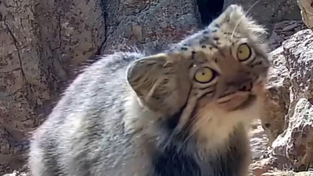 Gato raro é flagrado por câmera em área montanhosa no Irã
