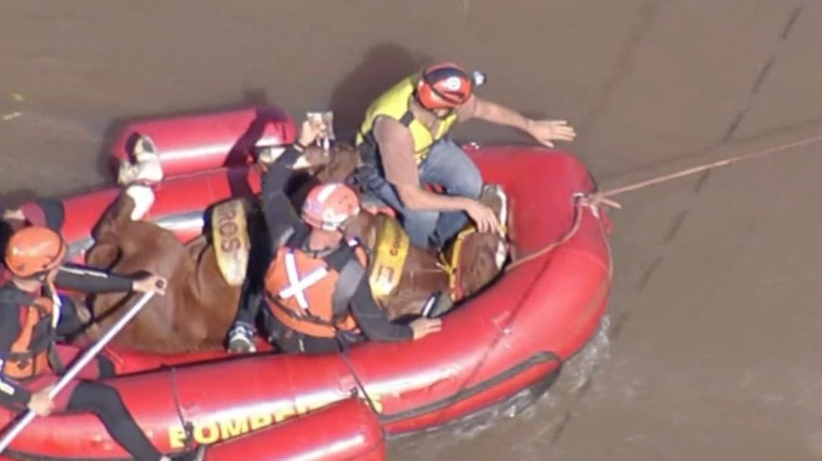 Cavalo resgatado das enchentes no RS