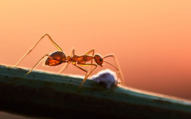 Características do rosto ajudam a formiga a sobreviver