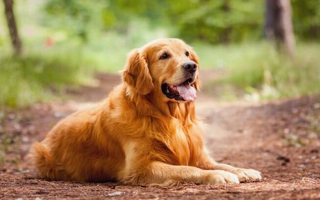 O golden retreiver faz parte das raças de cachorro que soltam mais pelo