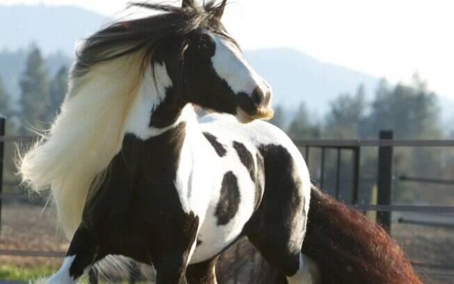 Os cavalos da raça Gypsy Vanner possuem maior tendência a ter bigode