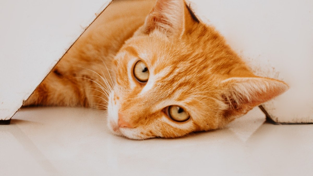 Como saber o sexo de um gato? Até mesmo observar a cor do pelo