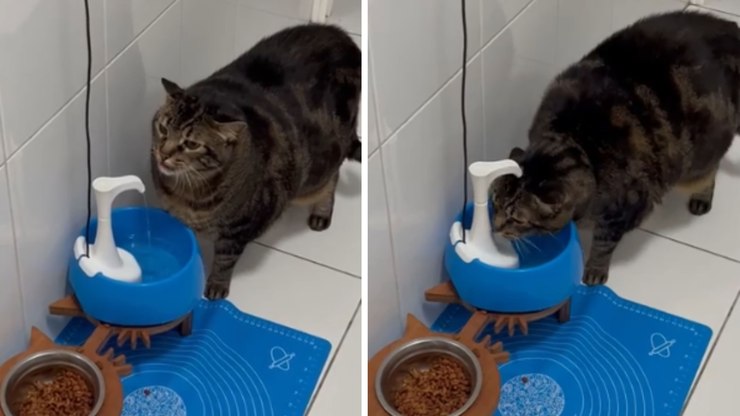 Conheça Nelson, o gato que previa as mortes
