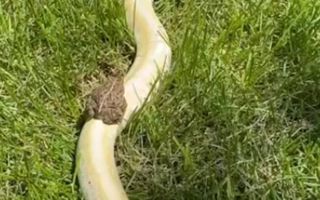 Imagens foram feitas pela dona da cobra, que é conhecida como 'Banana Man'