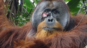 Orangotango é flagrado curando ferida com planta; confira