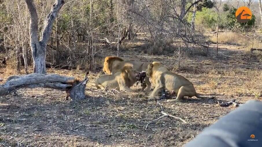 Youtuber registrou ataque de leão a grupo de cães selvagens em sáfari africano